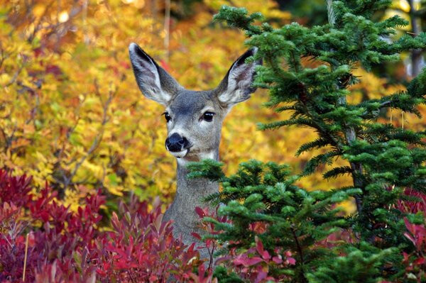 A deer looks out from behind a fir tree in the autumn forest