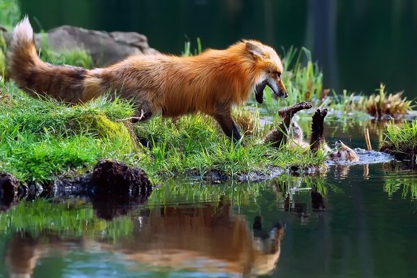 Renard de l eau vert Rousse