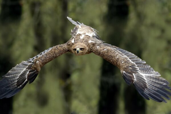 Beautiful flight of the steppe eagle