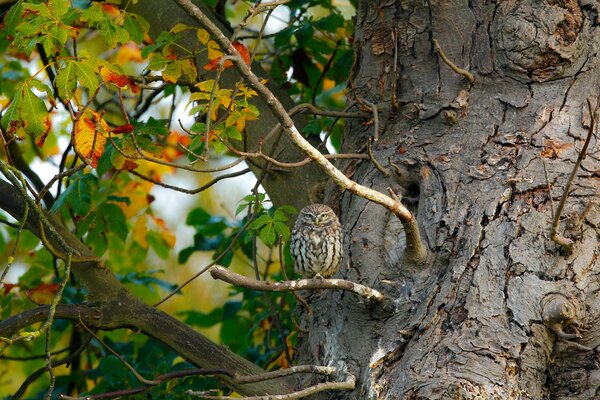 Le hibou ne réduit pas les yeux