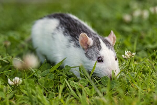 Eine Ratte im Gras ist Klee. Die Schönheit