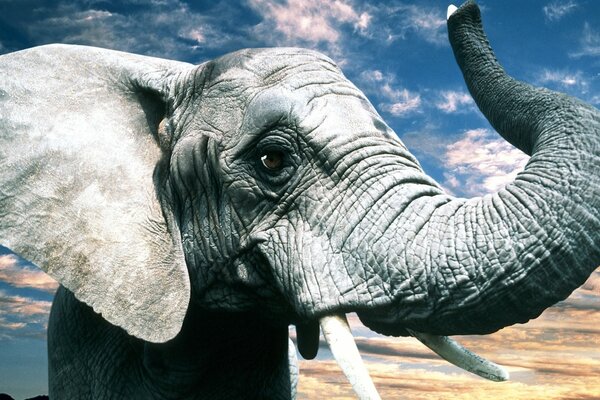 Grey elephant with tusks and trunk against a blue sky with clouds