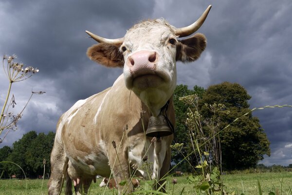 Ripresa macro di una mucca con una campana