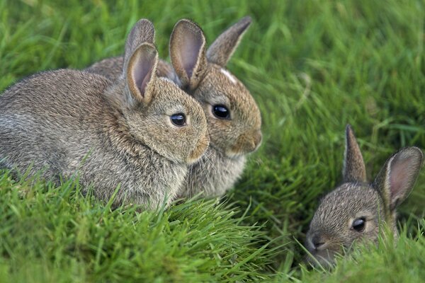 Eine Familie von Kaninchen im Gras