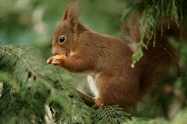 A red squirrel eats on a Christmas tree