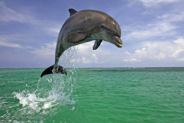 A skillful dolphin jump against the sky