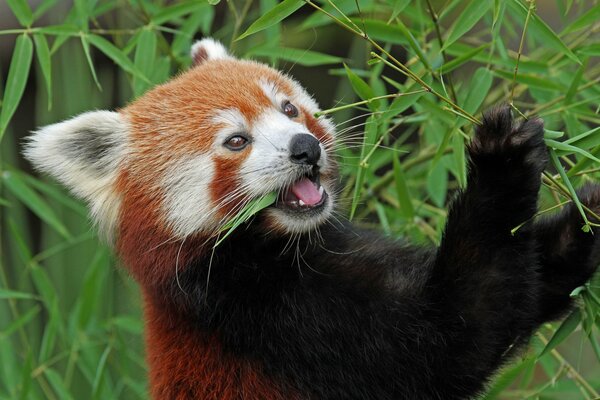 Roter Panda, der mit Bambus schmeckt