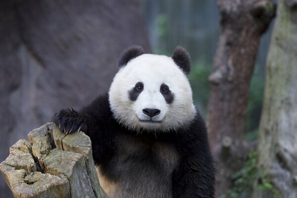 Photo of a Panda bear in captivity