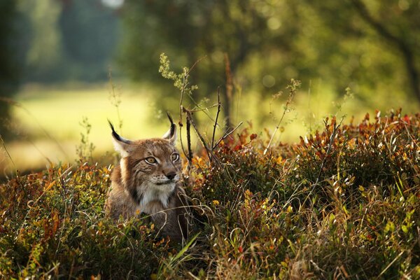 Lynx hunting in the autumn forest