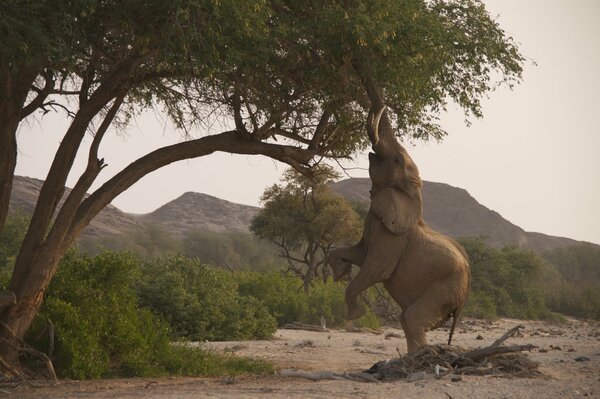 Un elefante alegre se deleita con un árbol