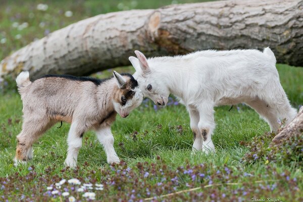 I bambini giocano sul prato verde