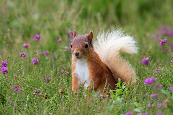 Rothaarige Eichhörnchen spielt auf dem Feld