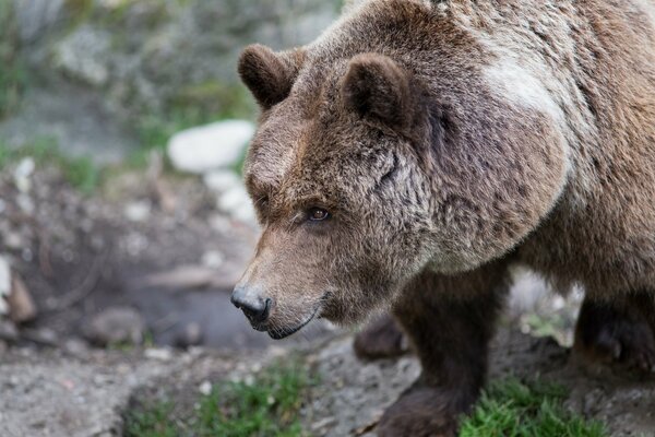 Oso Pardo después de la hibernación