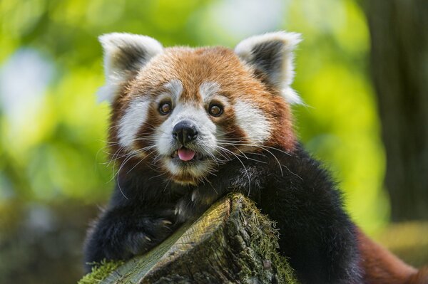 Fond d écran de bureau de Panda rouge