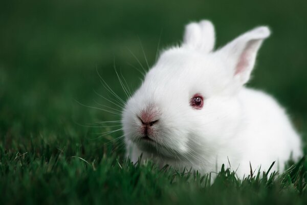 White rabbit sitting in the green grass on the meadows