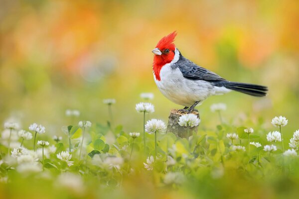 Farine d avoine avec touffe rouge en trèfle photo de la nature