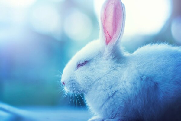 Schlafender weißer Hase mit rosa Ohren