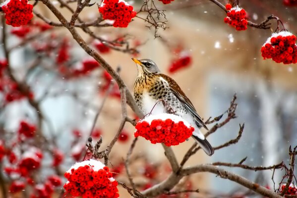 Snow-covered mountain ash and proud bird