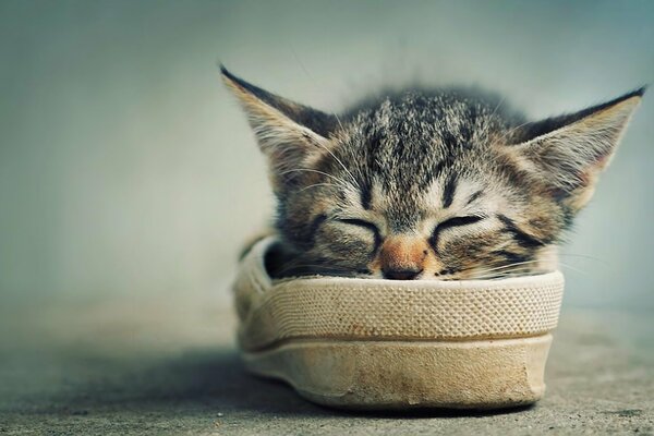 The kitten sleeps in a warm slipper