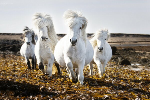 Troupeau de chevaux blancs dans le champ