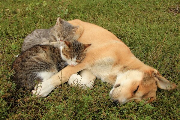 Two seals cuddled up to the dog and sleep with her