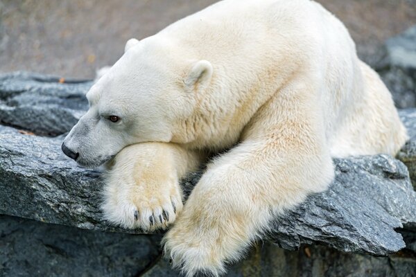 The polar bear and his longing are green