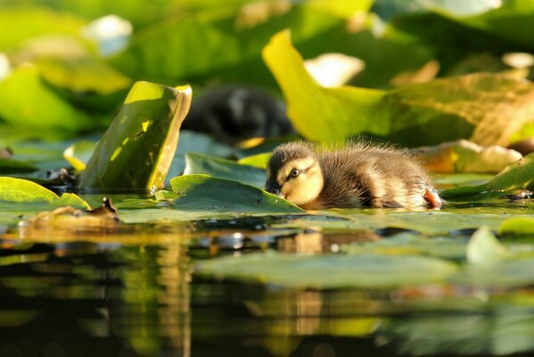 Petit canard dans les feuilles sur l eau