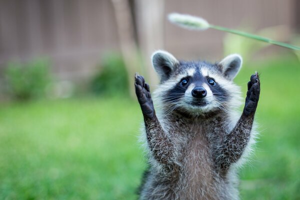 Hola a todos, soy un mapache de rayas