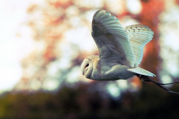 Hibou blanc volant avec de grandes ailes