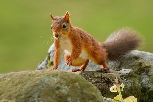 Curious red squirrel on the rocks