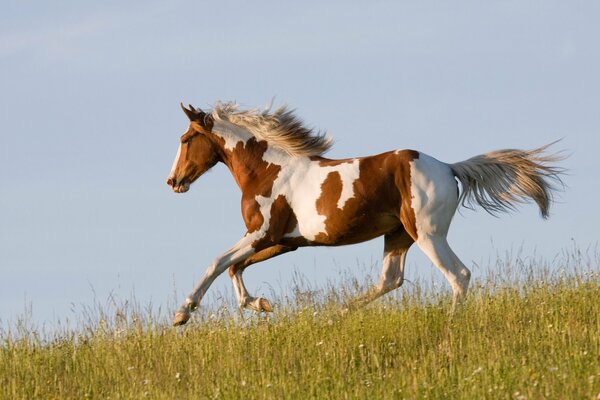 A red horse on a water meadow