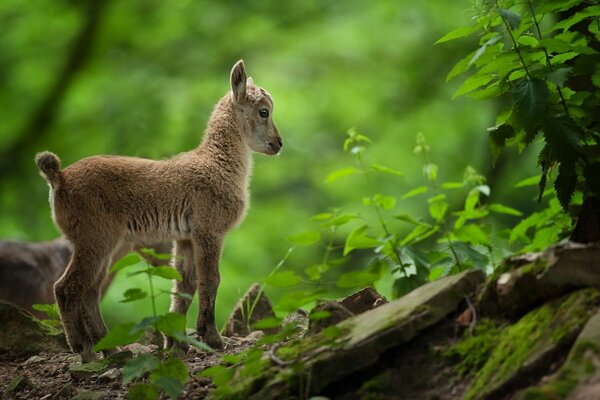 Kleine Ziege spaziert durch den grünen Wald