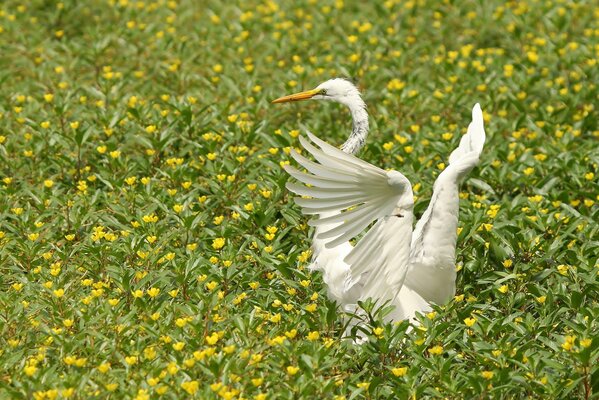 Garza hermosa extendió sus alas entre las flores