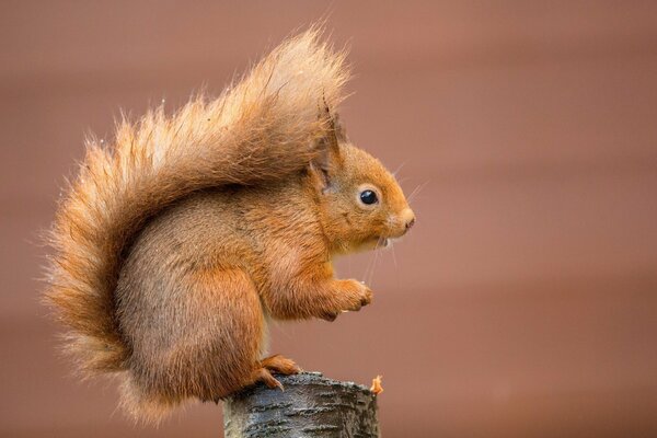 A red squirrel with a fluffy tail on a stump