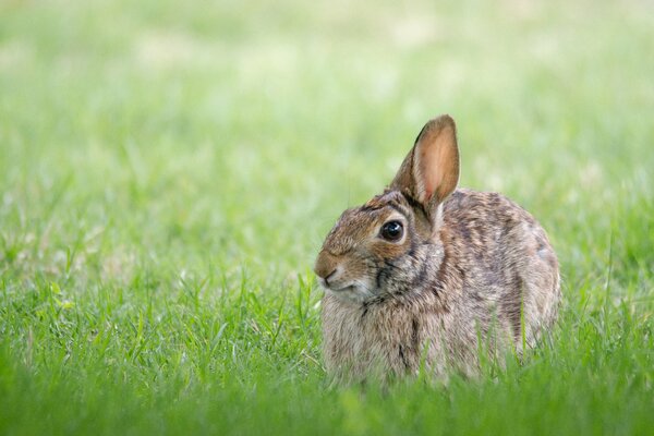 Gray hare hare sitting in the grass