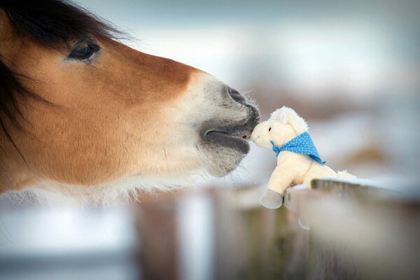 A live horse kisses a toy with tenderness