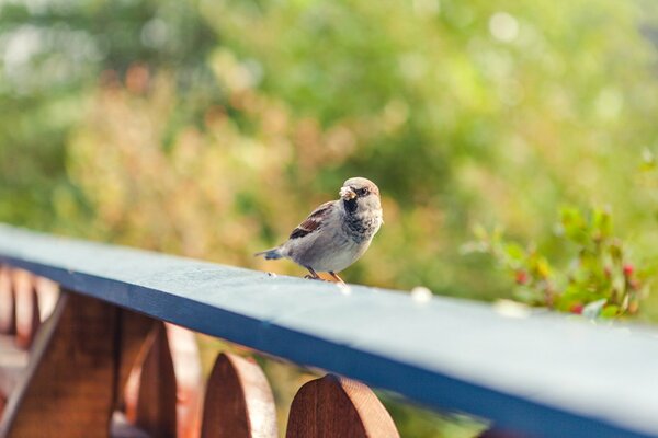 A sparrow jumps on a blue board