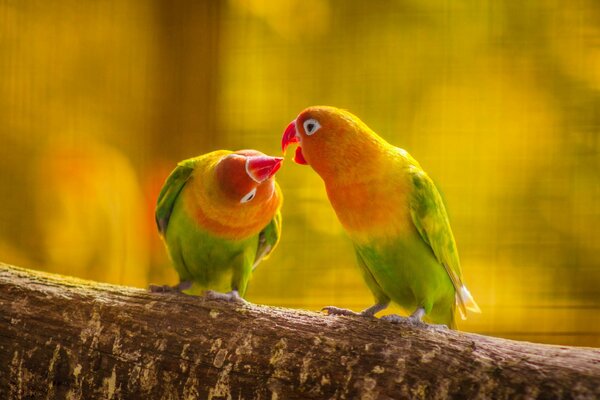 Pareja enamorada de Budgie