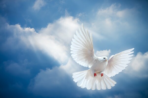 A dove flying in the blue sky