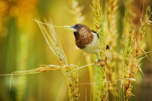 A small bird on an ear of wheat