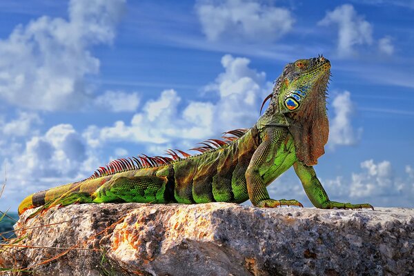 A green iguana on a rock is sunbathing