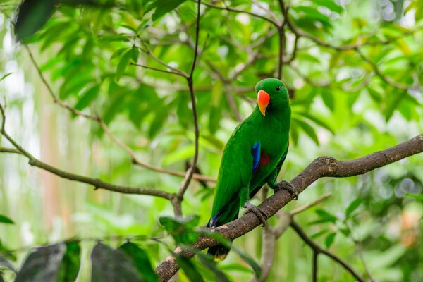 Fondos de Escritorio loro en una rama en el bosque