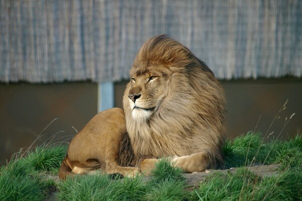 Lion repose couché sur l herbe