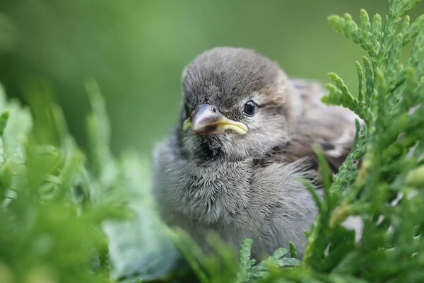 The yellow-mouthed bird of a sparrow is sitting in the greenery