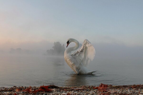 A swan floating in a foggy sea