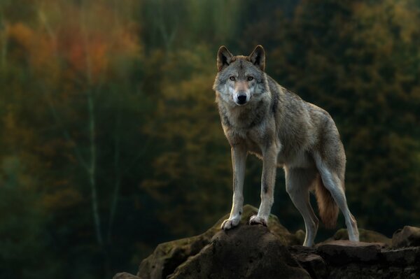 Ein grauer Wolf steht auf einem Felsen im Herbstwald