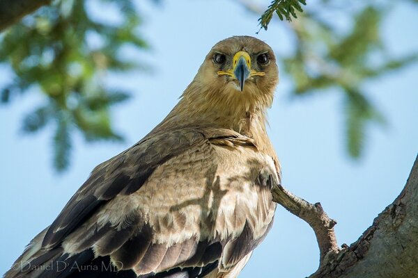 Scharfer Steppenadler auf der Jagd