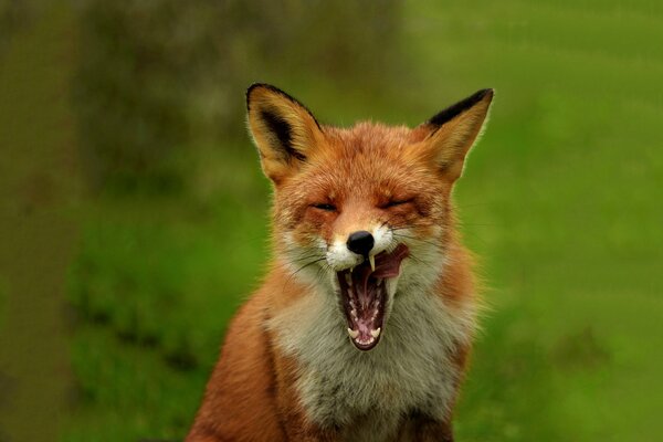 Le renard bâille dans la nature en ouvrant la bouche