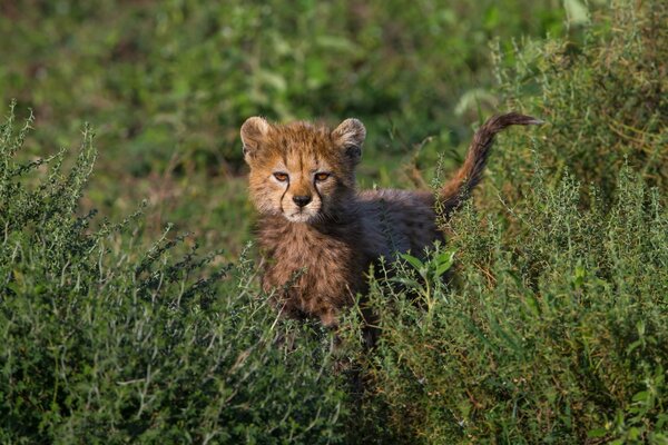 Baby cheetah looking curiously out of the grass