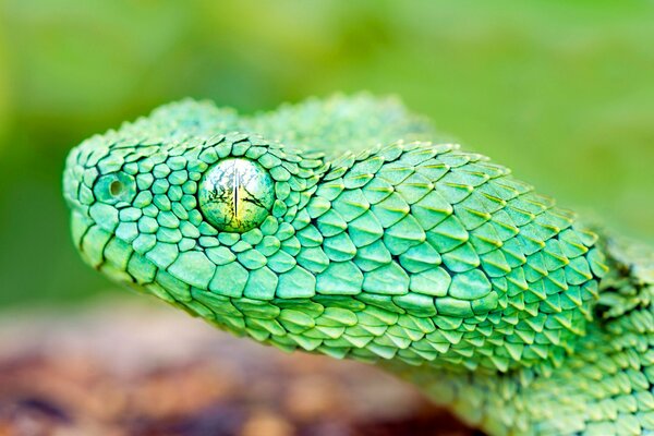 Tête de reptile vert avec un œil ouvert